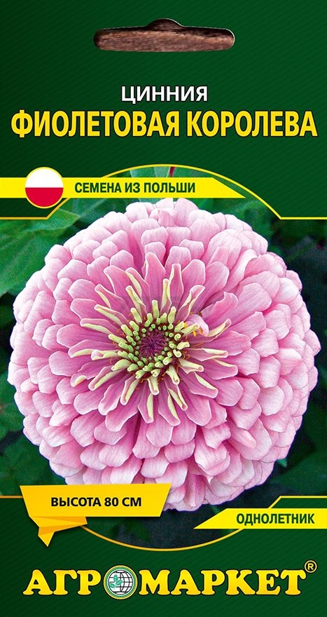 Семена циннии Фиолетовая королева LEGUTKO 1 г (22833)