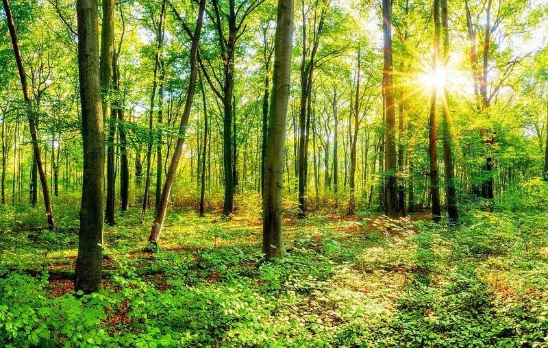Фотообои флизелиновые CITYDECOR Солнечный лес 400х254 см