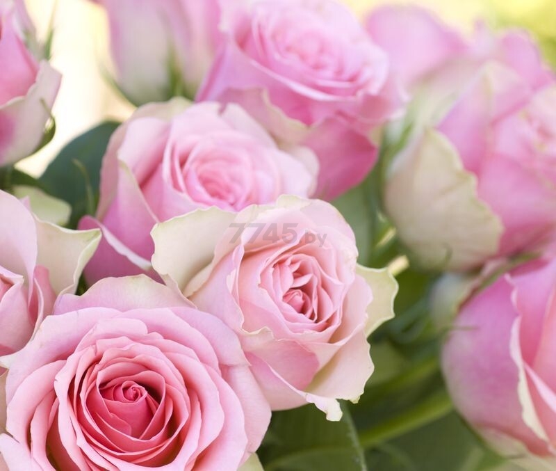 Фотообои флизелиновые CITYDECOR Розовые розы 300х254 см