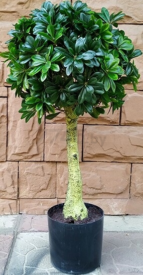 Искусственное растение FORGARDEN Pittisporum topiary 90 см (FGN_BF01698)