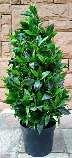 Искусственное растение FORGARDEN Лавр Bay leaf tower 90 см (FGN_BF01694)