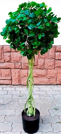 Искусственное растение FORGARDEN Фикус Chinese ficus 120 см (FGN_BF01703)