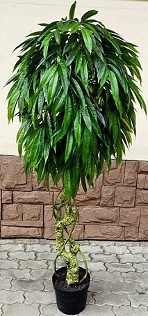 Искусственное растение FORGARDEN Манго Slim mango Мангифера 180 см (FGN_BF01690)