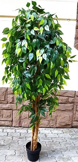 Искусственное растение FORGARDEN Фикус Ficus benjamin baft tree 180 см (FGN_BF00568)