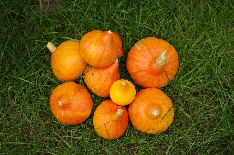 Семена тыквы Оранж саммер F1 АГРОФИРМА ПАРТНЕР 3 штуки (4600707501525) - Фото 2