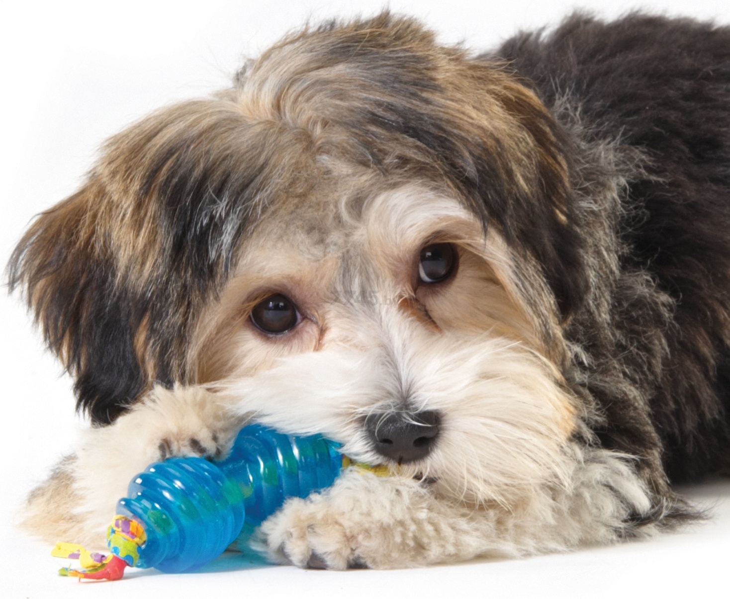 Игрушка для собак PETSTAGES Орка Мини набор косточка и гантель 7 см (234STEX) - Фото 3