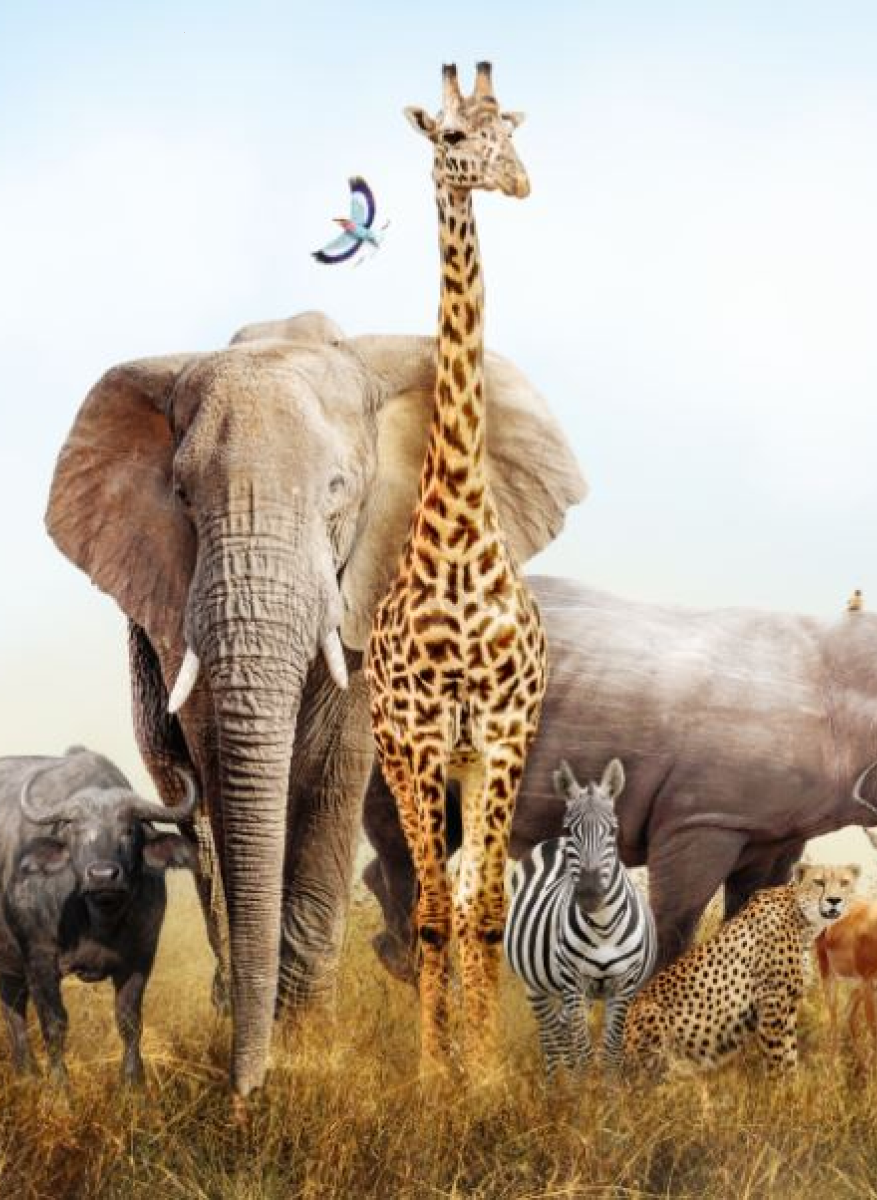 Фотообои флизелиновые ФАБРИКА ФРЕСОК Африканские звери 400x270 см (484270) - Фото 2