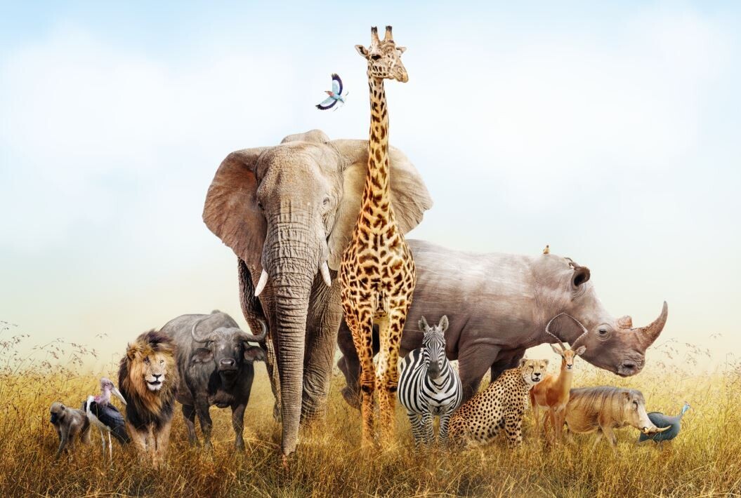 Фотообои флизелиновые ФАБРИКА ФРЕСОК Африканские звери 400x270 см (484270)
