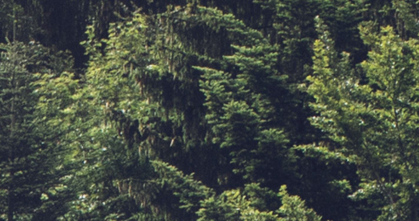 Фотообои флизелиновые ФАБРИКА ФРЕСОК Туманный лес 600x280 см (196280) - Фото 4