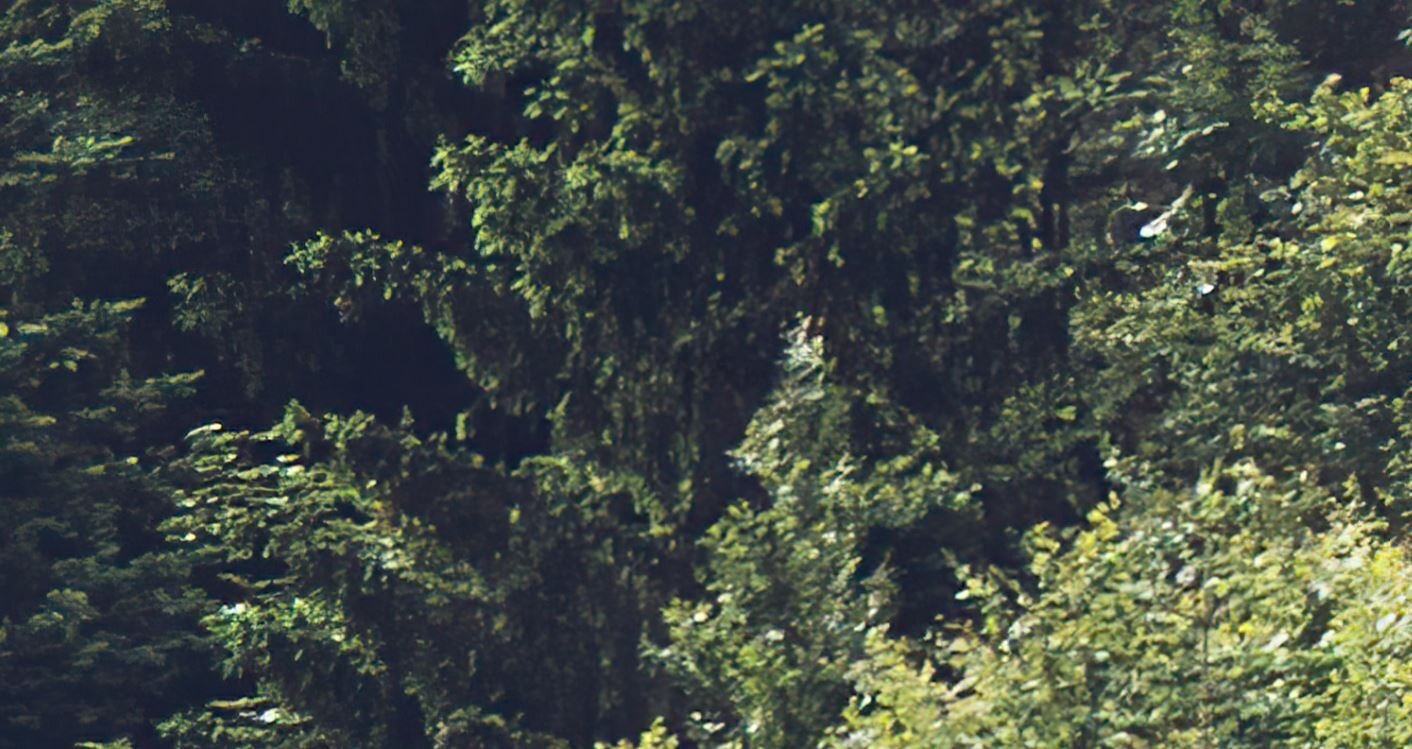 Фотообои флизелиновые ФАБРИКА ФРЕСОК Туманный лес 600x280 см (196280) - Фото 5