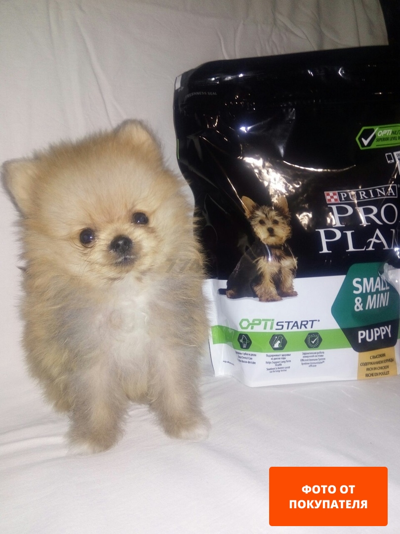 Сухой корм для щенков PURINA PRO PLAN Small&Mini Puppy курица 7 кг (7613035123366) - Фото 4