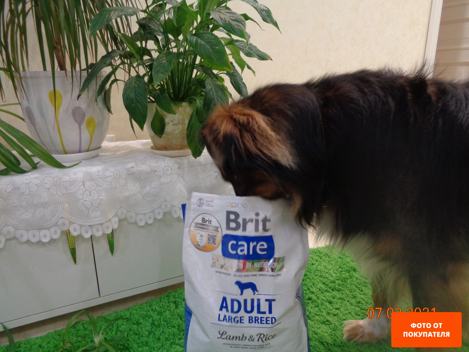 Сухой корм для собак BRIT Care Adult Large Breed ягненок с рисом 12 кг (132712)