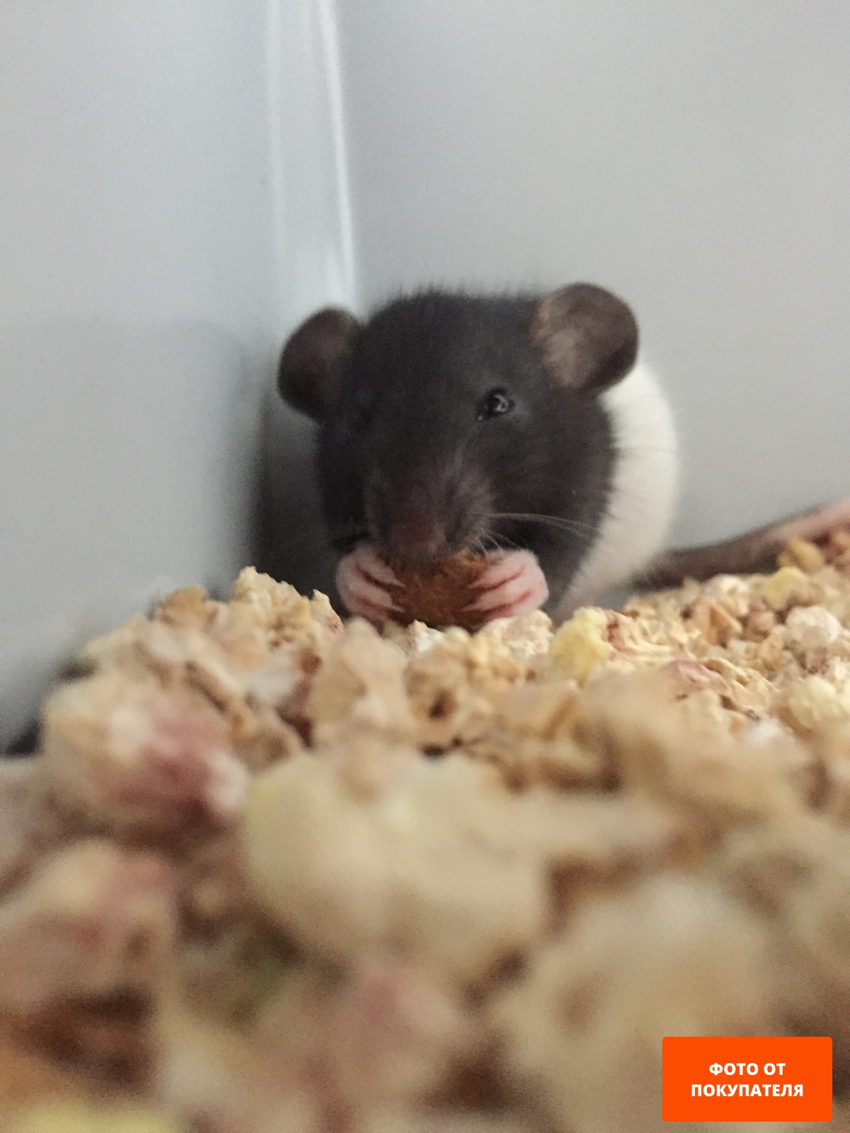 Корм для крыс и мышей VERSELE-LAGA Rat & Mouse Complete 0,5 кг (461298)
