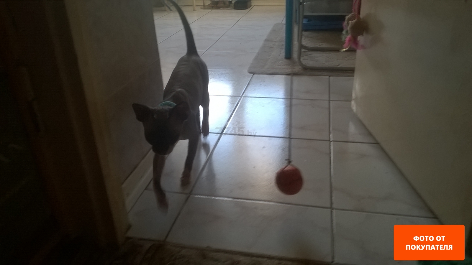 Игрушка для кошек TRIXIE Мячик из поролона двухцветный d 4,3 см (41101) - Фото 3