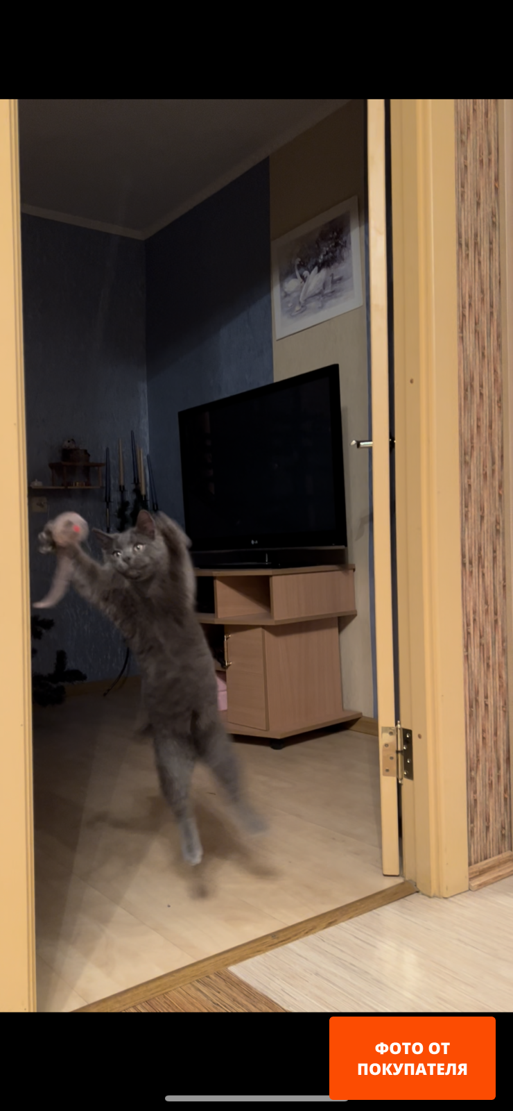 Игрушка для кошек TRIXIE Дразнилка Мышка со звуком на дверной проем 8 см/190 см (4065) - Фото 2