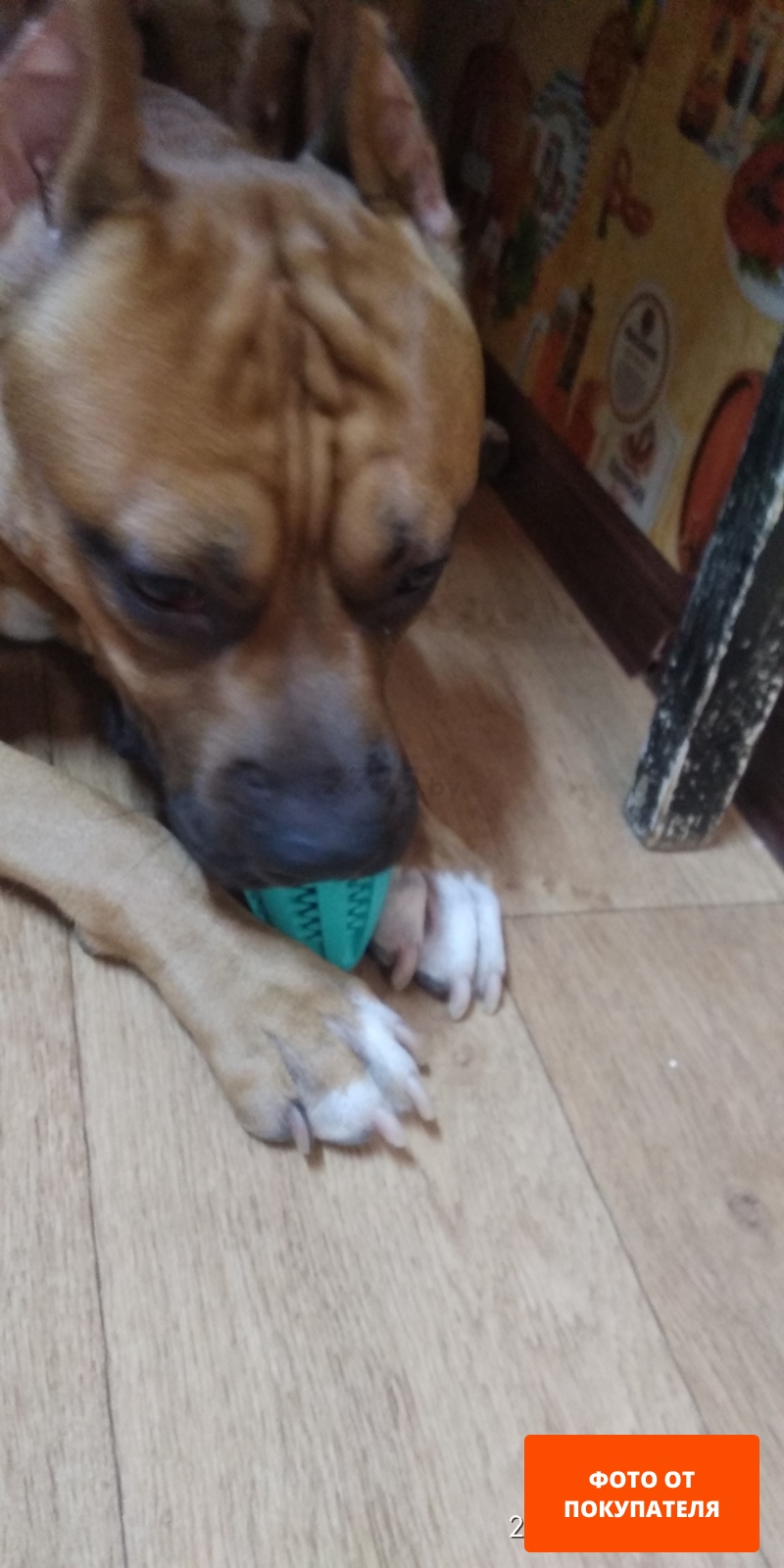 Игрушка для собак TRIXIE Dentafun Мяч со вкусом мяты d 11 см (3290) - Фото 2