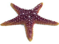 Звезда морская искусственная для аквариума LAGUNA 16х16х3 см 