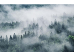 Фотообои флизелиновые CITYDECOR Лес в тумане
