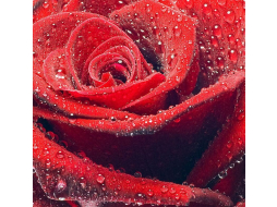 Фотообои флизелиновые CITYDECOR Красная роза
