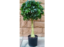 Искусственное растение FORGARDEN Pittisporum topiary 90 см 
