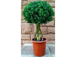 Искусственное растение FORGARDEN Самшит Boxwood topiary 90 см 
