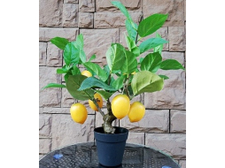 Искусственное растение FORGARDEN Лимон Lemon tree 55 см 
