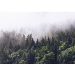 Фотообои флизелиновые ФАБРИКА ФРЕСОК Туманный лес 400x280 см 