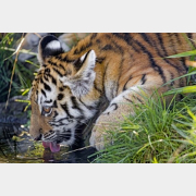 Картина по номерам РЫЖИЙ КОТ Тигр на водопое 40х50 см (Х-3537)