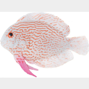 Рыбка искусственная для аквариума LAGUNA Тиляпия 5003LD 9,7х14х2,5 см (74054012)
