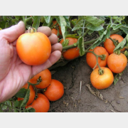 Семена томата Оранж АГРОМАРКЕТ 0,1 г (31097)