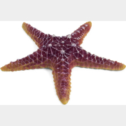 Звезда морская искусственная для аквариума LAGUNA 16х16х3 см (74004166)