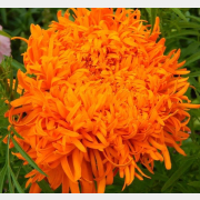 Семена бархатцев прямостоячих Оранжевый принц АГРОМАРКЕТ 0,2 г