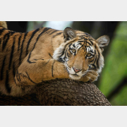 Картина по номерам РЫЖИЙ КОТ Тигр на дереве 30х40 см (Х-9106)