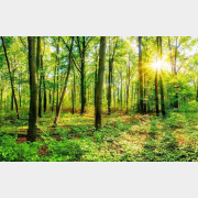 Фотообои флизелиновые CITYDECOR Солнечный лес 400х254 см