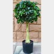 Искусственное растение FORGARDEN Pittisporum topiary 90 см (FGN_BF01698)