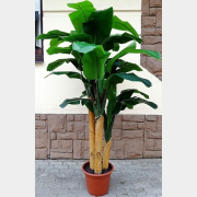 Искусственное растение FORGARDEN Банан Banana tree 210 см (FGN_BF01710)