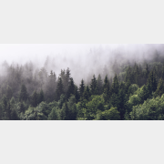 Фотообои флизелиновые ФАБРИКА ФРЕСОК Туманный лес 600x280 см (196280)