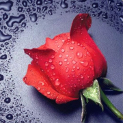 Алмазная вышивка АЛМАЗНАЯ ЖИВОПИСЬ Красная Роза 22х24 см (АЖ-14)